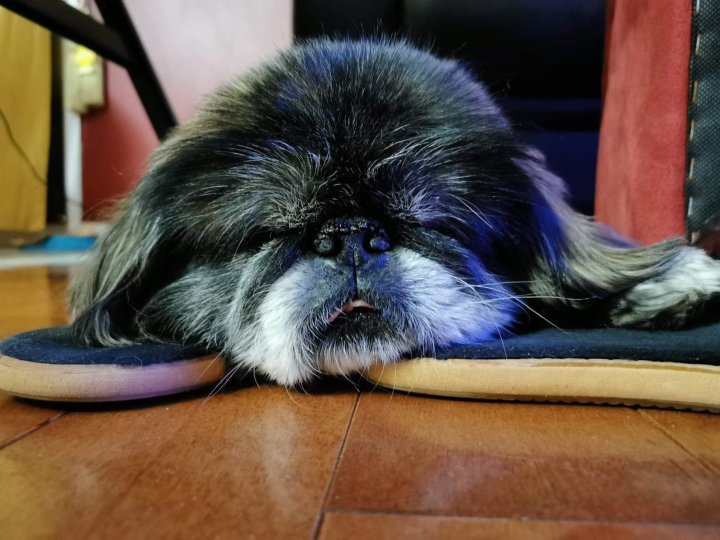 #Quarantine Dog Lessons